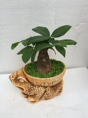 Cây kim ngân thân bện năm gốc, trồng trong chậu sứ hình con cóc ngậm tiền, giúp thu hút vượng khí theo quan điểm phong thủy.