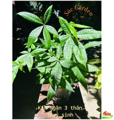 Các Loại Cây Nên Trồng Trong Nhà Để Thanh Lọc Không Khí Và Thu Hút Tài Lộc