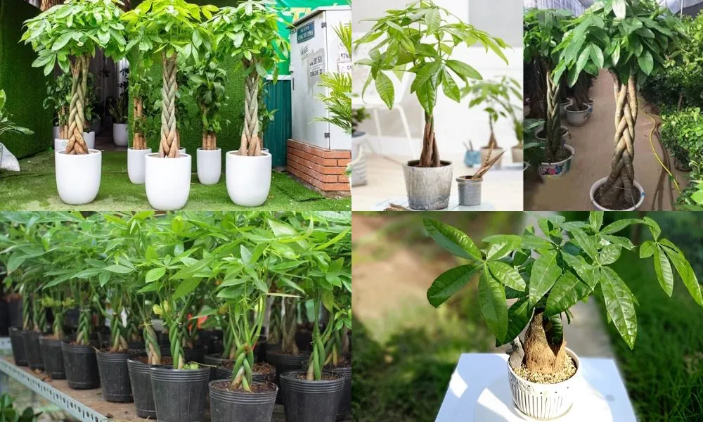 Cây Kim Ngân tượng trưng cho tài lộc, thịnh vượng