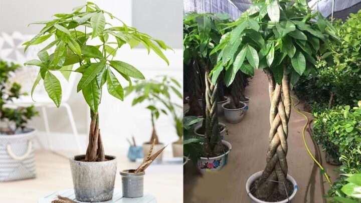 Cách Chăm Cây Kim Ngân Trong Nhà Chuẩn Phong Thủy