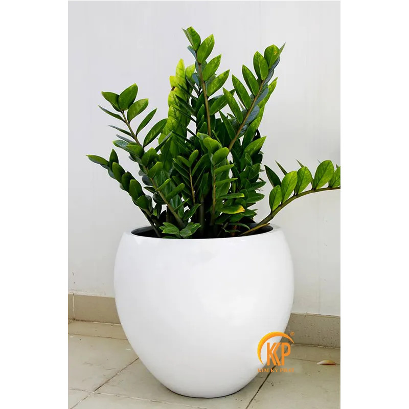 Cây Kim Phát Tài được trồng trong chậu composite sang trọng đặt trong không gian nội thất