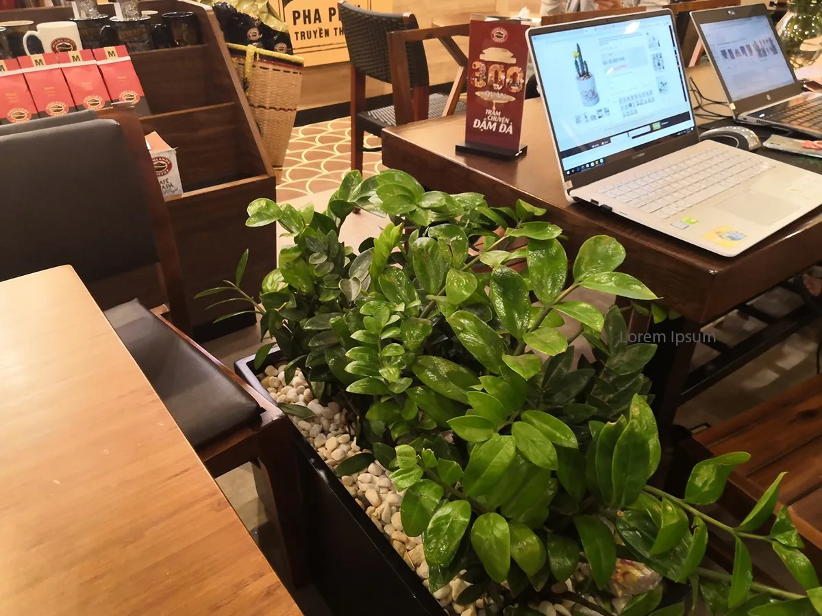 Cây Kim Phát Tài với lá xanh bóng mượt được trồng tại quán cafe Highland