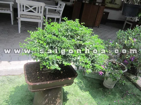 Cây kim quýt bonsai cao 50cm được chăm sóc kỹ lưỡng trưng bày trong quán cà phê
