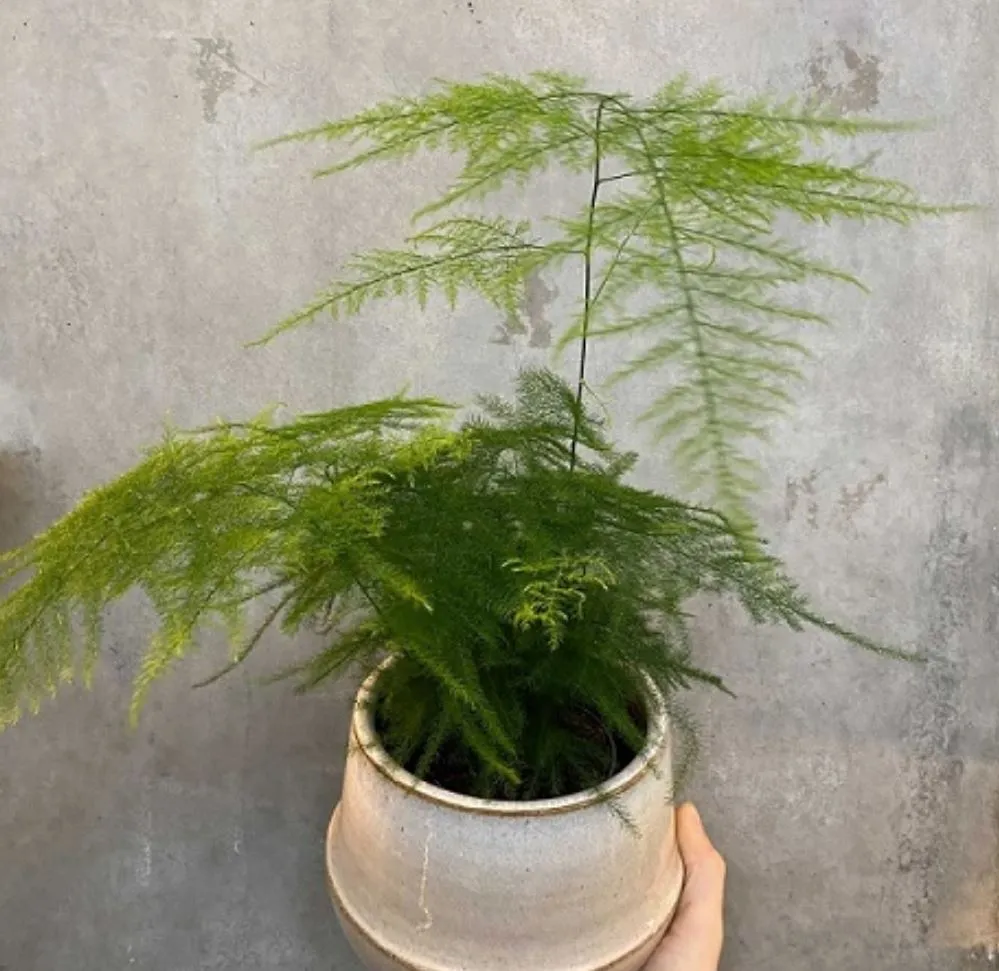 Cây Kim Thủy Tùng là cây gì