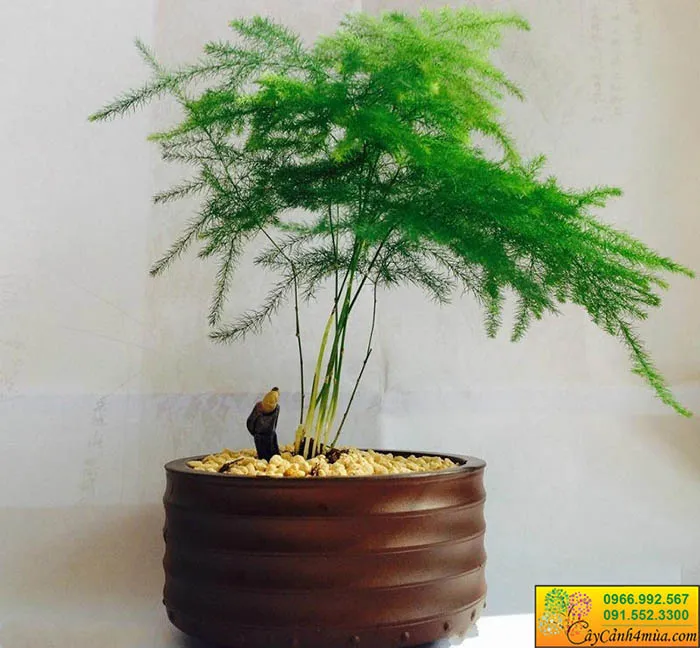 Cây Kim Thủy Tùng măng tây cảnh xum xuê, xanh tốt