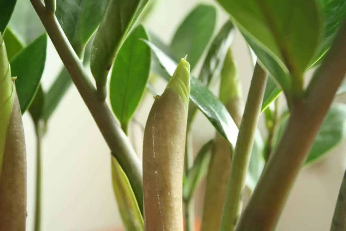 Cây kim tiền bị vàng lá thường là dấu hiệu của việc tưới nước không hợp lý hoặc thiếu ánh sáng