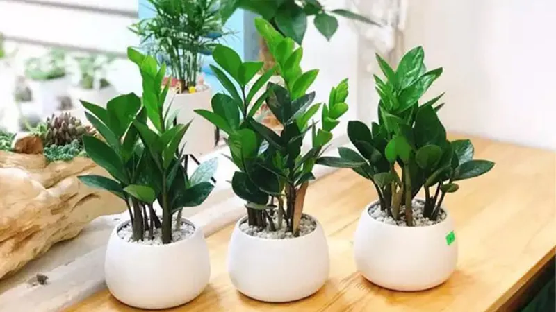 Cây Kim Tiền chiêu tài lộc cho người Đinh Mão mệnh Hỏa