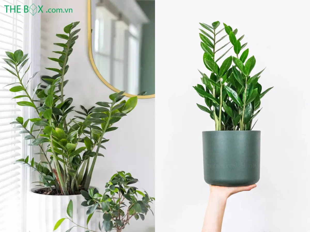 Cây Kim Tiền có cuống lá chứa tinh thể Canxi Oxalate không tan gây độc