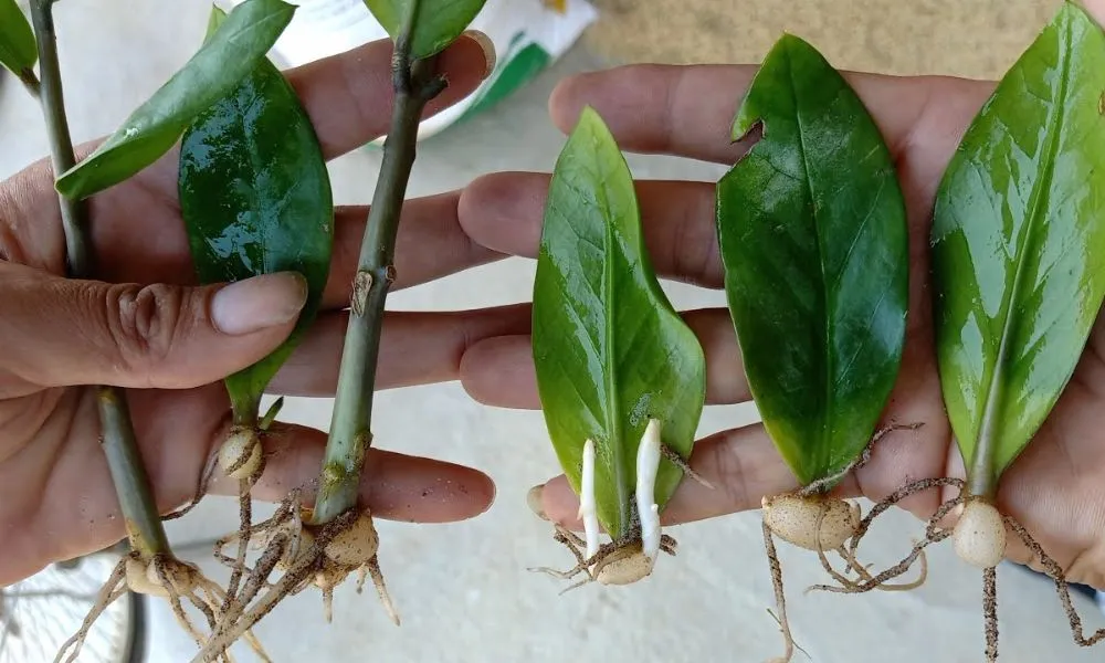 Cây Kim tiền có thể được nhân giống bằng hai cách: giâm cành và giâm lá