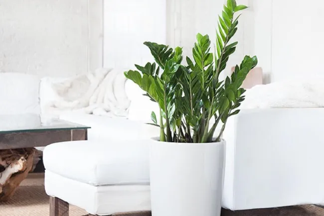 Cây Kim Tiền đặt trong chậu trồng trang trí nội thất