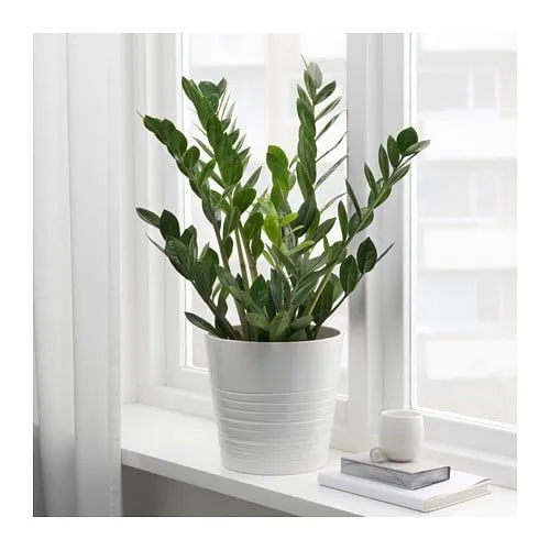 Cây kim tiền được đặt ở vị trí có ánh sáng vừa đủ để phát triển