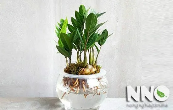 Cây kim tiền khỏe mạnh được trồng trong chậu sứ hoặc thủy tinh để trang trí