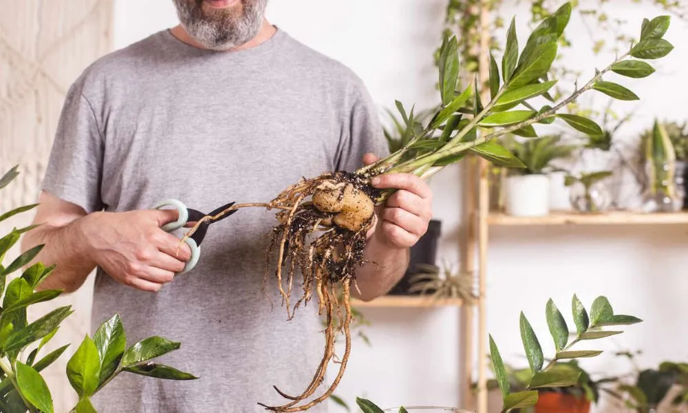 Cây kim tiền khỏe mạnh với lá xanh đậm, là dấu hiệu của việc chăm sóc đúng kỹ thuật