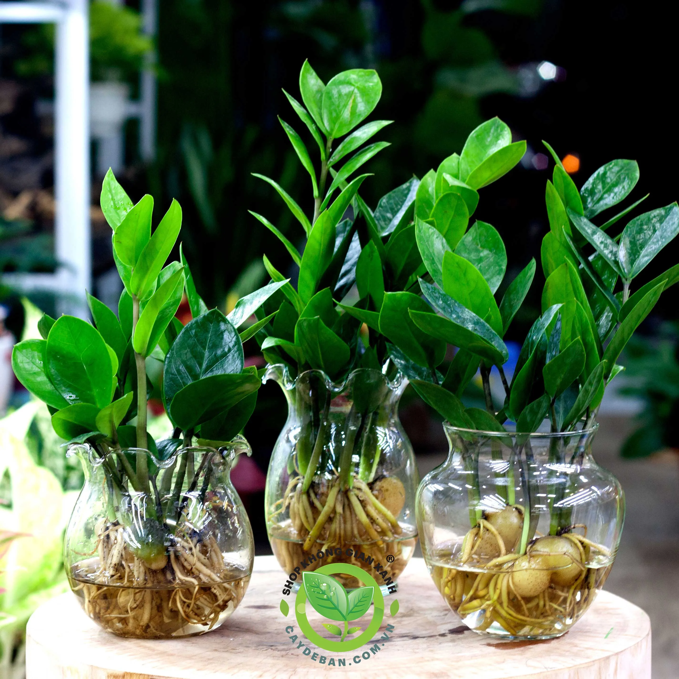 Cây Kim Tiền (Kim Phát Tài) thủy canh với thân cây mọng nước và lá xanh đậm