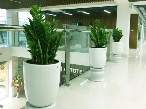 Cây Kim Tiền là cây cảnh nên trồng