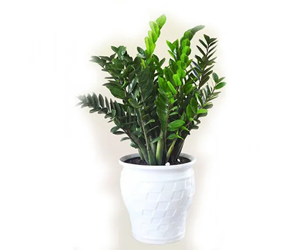 Cây Kim Tiền là loại cây nội thất rất được ưa chuộng, mang ý nghĩa thu hút tiền tài và thịnh vượng.