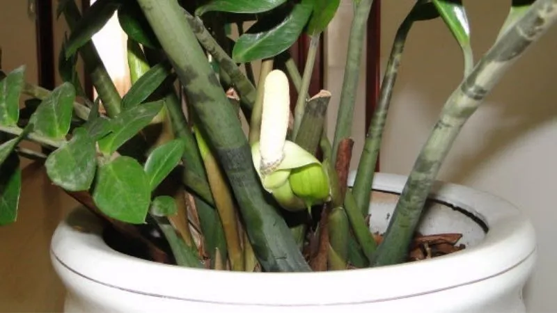 Cây kim tiền là loại mọng nước nên cần áp dụng cách chăm cây kim tiền bị vàng lá hợp lý