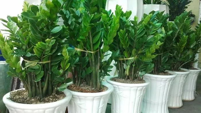 Cây Kim Tiền là lựa chọn phong thủy tốt nhất cho người tuổi Tý