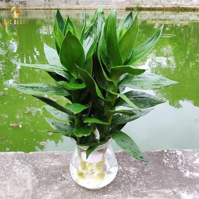 Cây Kim Tiền là một trong những loại cây phong thủy nổi tiếng nhất, thu hút tài lộc