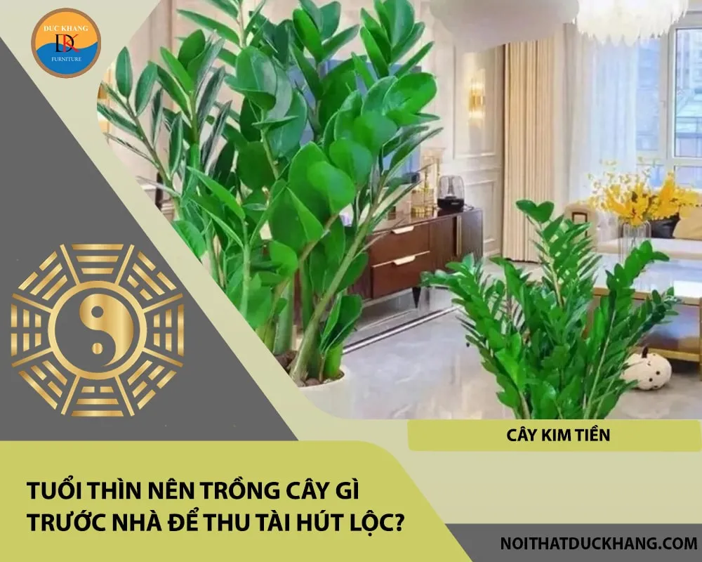 Cây Kim Tiền lớn, biểu tượng cho sự giàu sang và thịnh vượng rất hợp tuổi Thìn