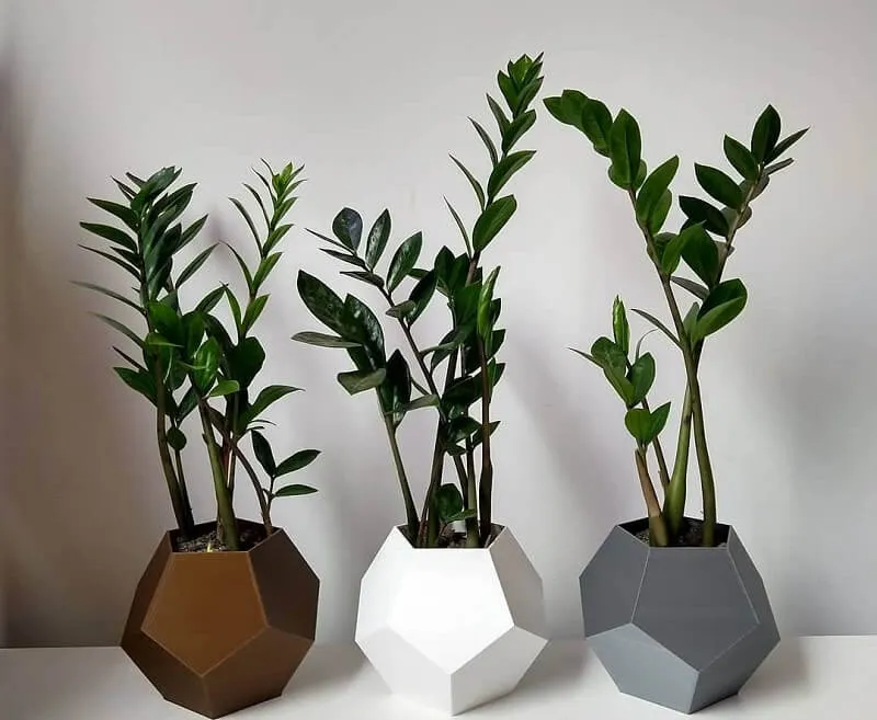 Cây Kim Tiền lớn đặt trong chậu màu tối, thể hiện sự phú quý và tài lộc