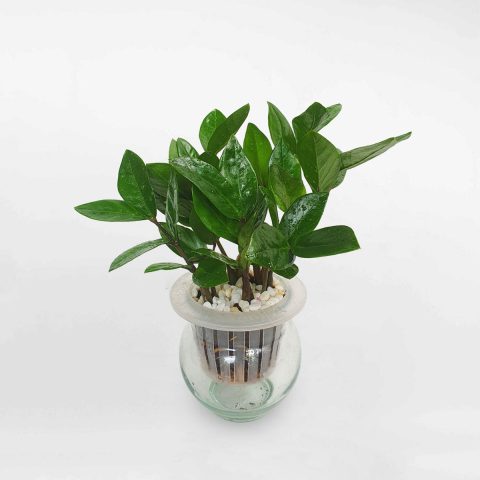 Cách Trồng Cây Kim Tiền Thủy Sinh Từ A Đến Z Đạt Hiệu Quả Cao