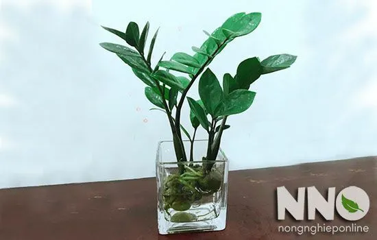 Cây kim tiền thủy sinh được cố định cẩn thận trong bình bằng sỏi trắng