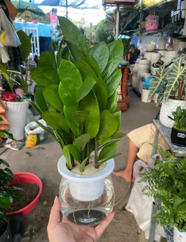 Cây kim tiền thủy sinh trưng bày trên kệ sách