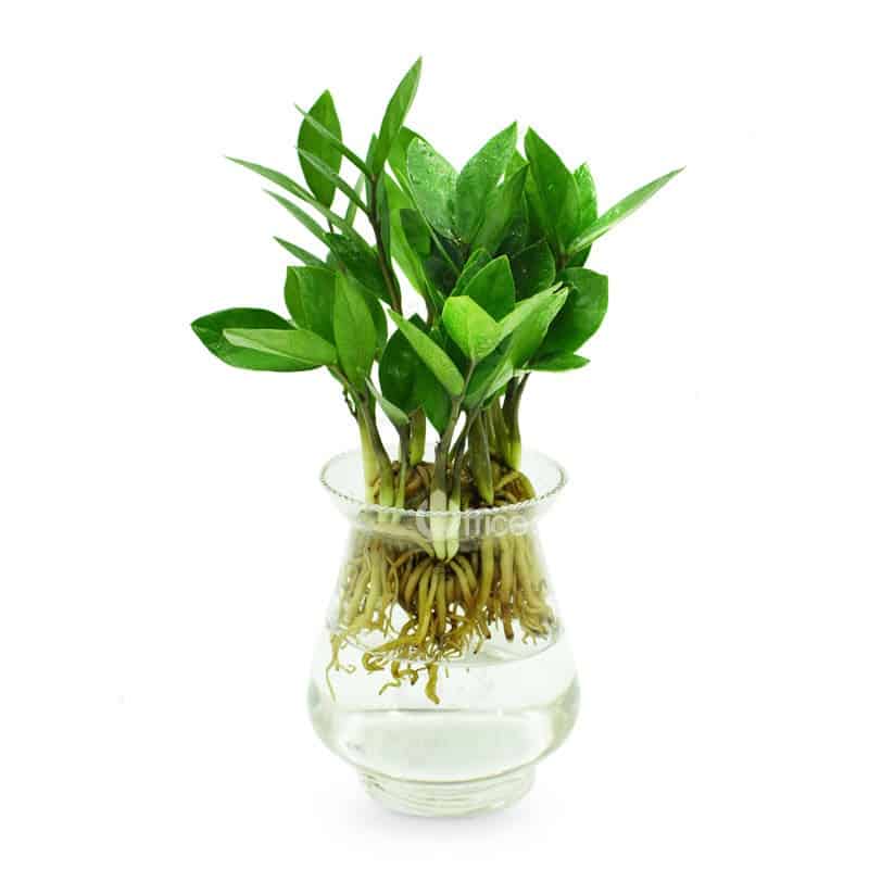 Hướng Dẫn Chi Tiết Cách Trồng Cây Ông Tiên Thủy Sinh Đúng Kỹ Thuật