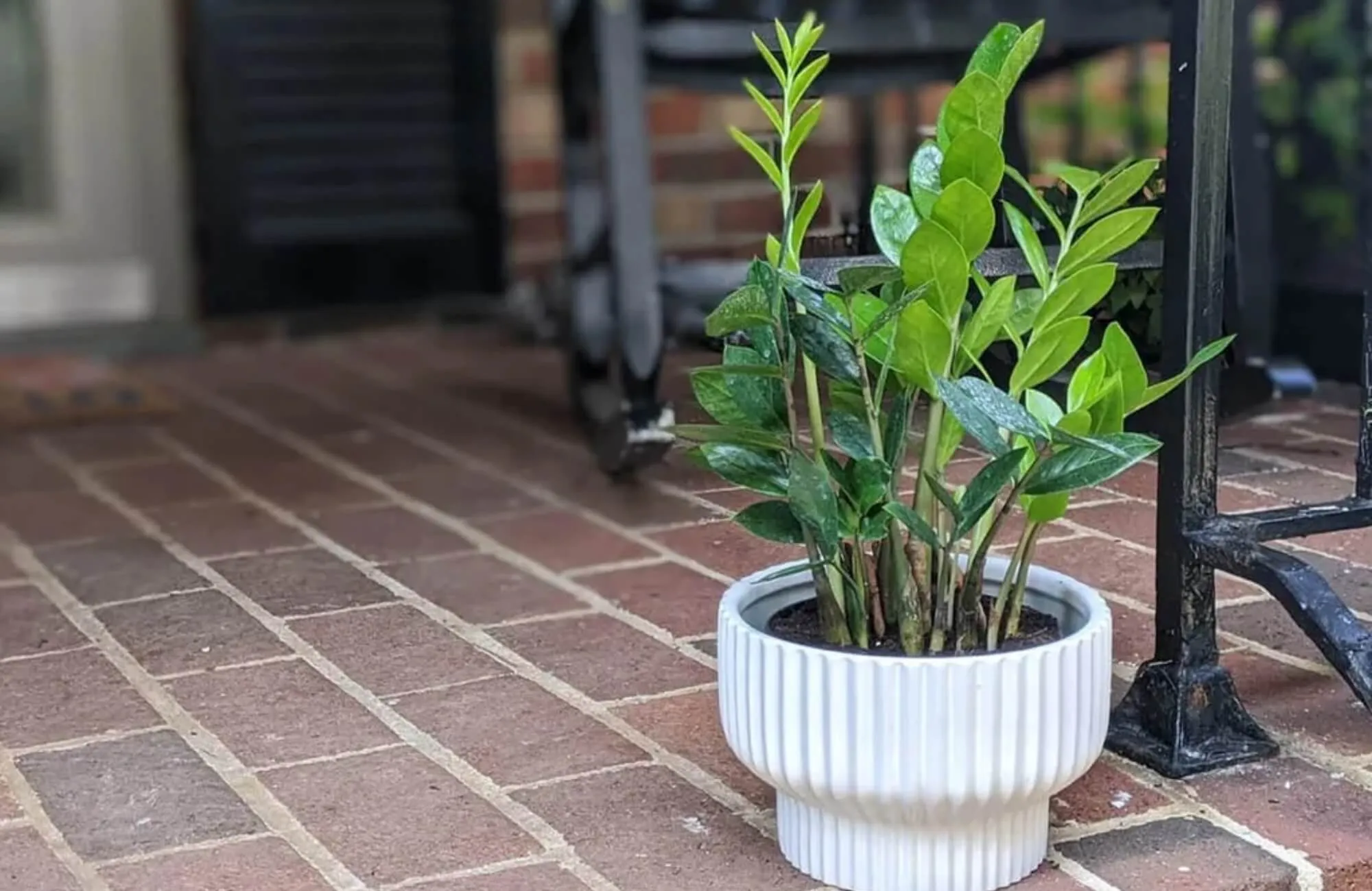 Cây Kim Tiền trồng trước nhà với thân hình mạnh mẽ, xanh tươi.