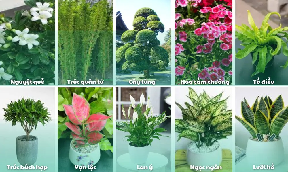 Cây kim tiền và phát tài, những loại cây cảnh nên trồng trong vườn để tăng phong thủy tài lộc.