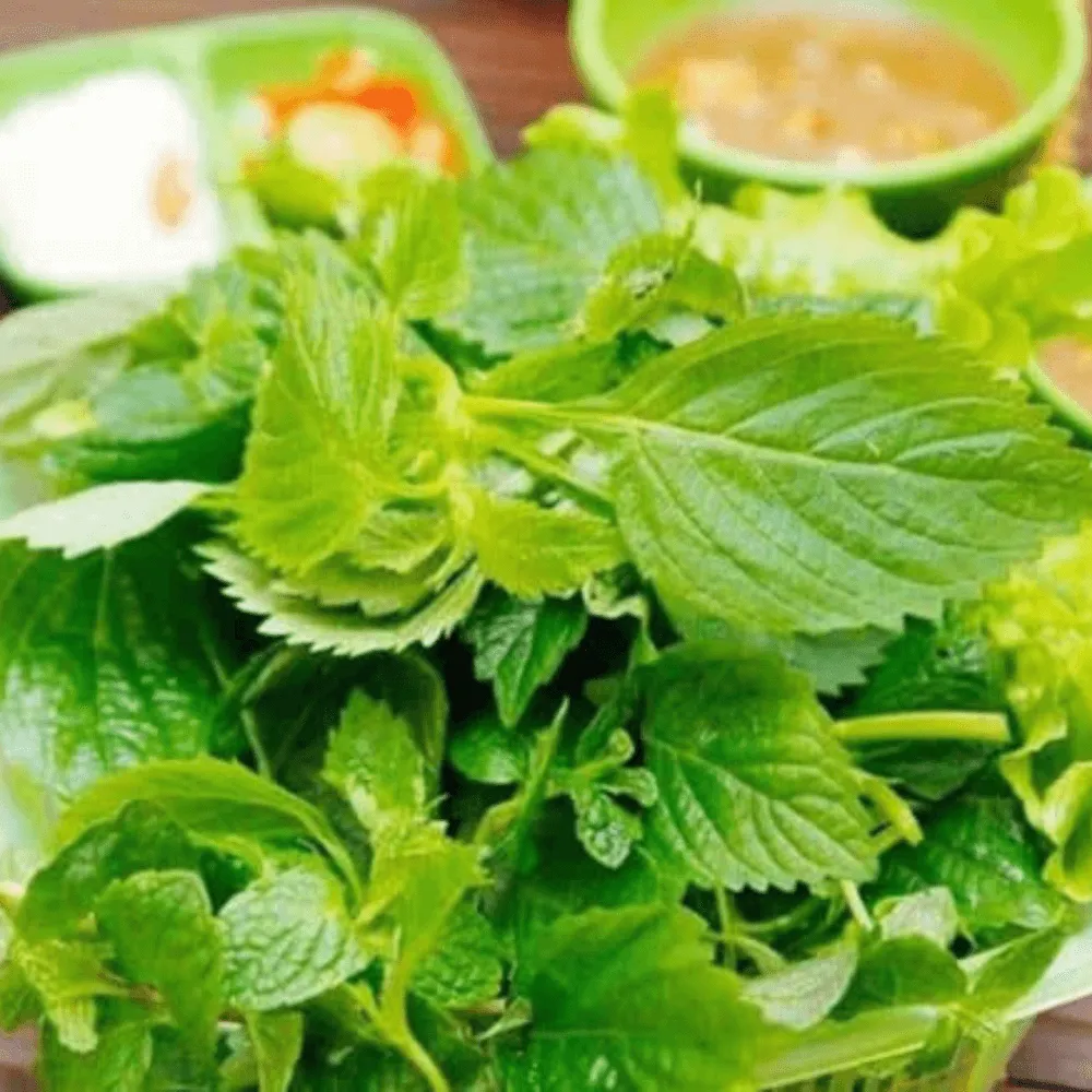 Cây kinh giới đã sẵn sàng thu hoạch, lá xanh tươi và đầy sức sống