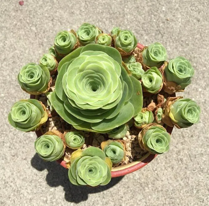 Cây lá bỏng Aeonium aureum hay còn gọi là hoa hồng xanh với kết cấu lá mọng nước độc đáo