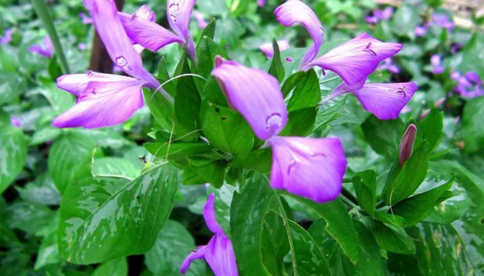 Cây lá cẩm đang nở hoa trong môi trường tự nhiên