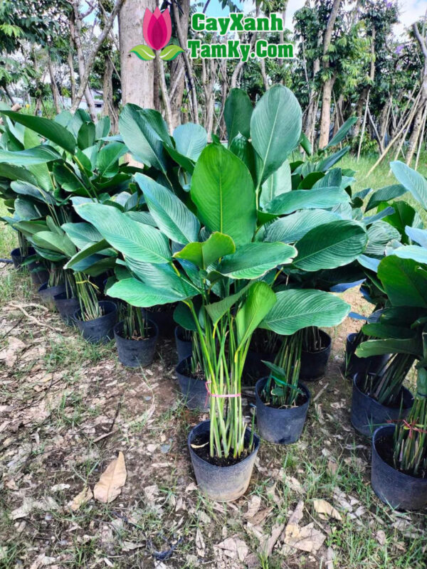 Cách Trồng Hoa Sen Bách Diệp Nở Rộ Và Kỹ Thuật Chăm Sóc Chuyên Sâu