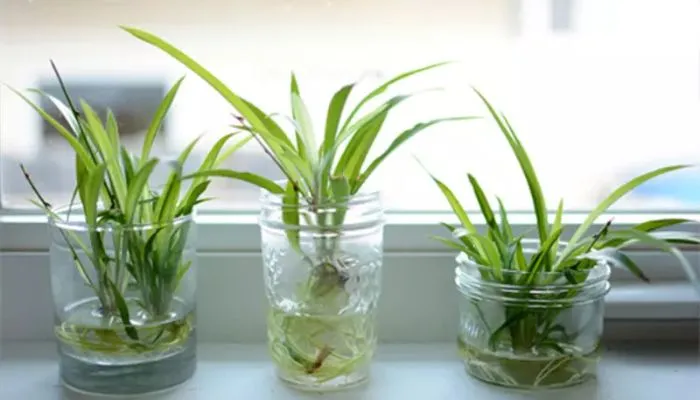 Cây lá dứa được trồng trong môi trường thủy canh sử dụng dung dịch dinh dưỡng và sỏi nhẹ