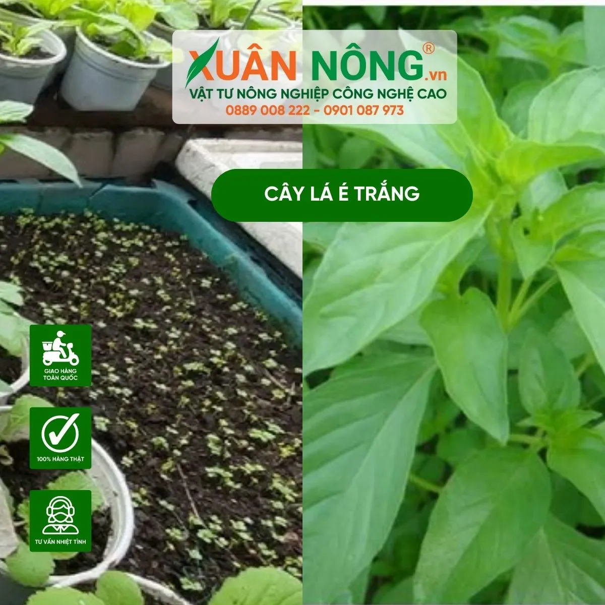 Cây lá é trắng được trồng trong khay ươm đang trong giai đoạn phát triển đầu tiên