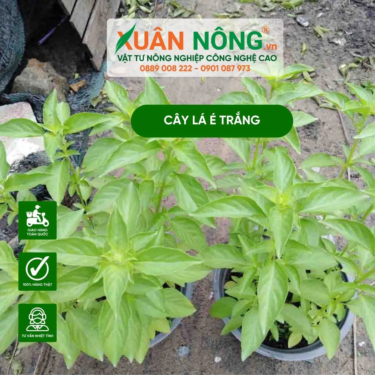 Cây lá é trắng trưởng thành với lá xanh tươi và thân vuông