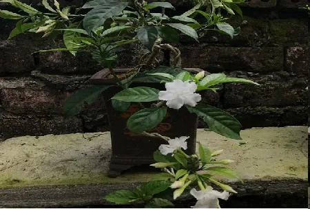 Cây lài tây trồng cảnh bonsai, thể hiện giá trị nghệ thuật cao và là thành quả của kỹ thuật chăm sóc tỉ mỉ