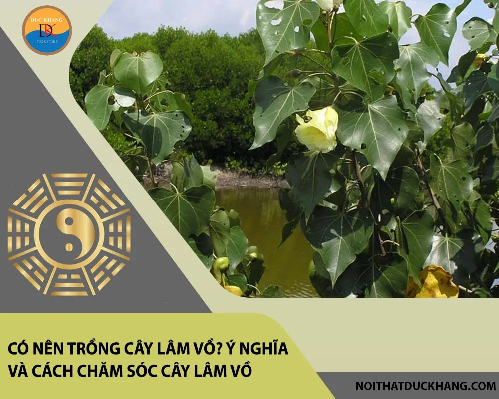 Cây Lâm Vồ cần được trồng ở nơi có đủ ánh sáng mặt trời để quang hợp và phát triển tán lá rậm rạp.