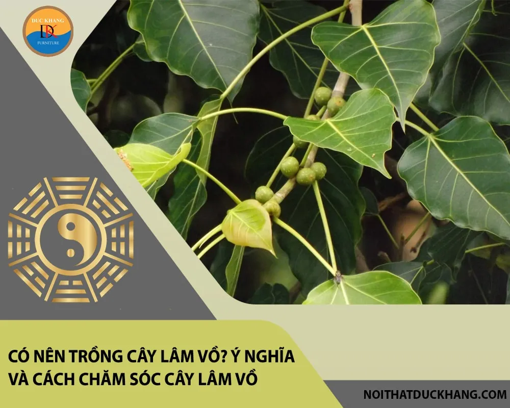 Cây Lâm Vồ đóng vai trò quan trọng trong việc hấp thụ CO2 và các chất độc hại khác từ không khí.