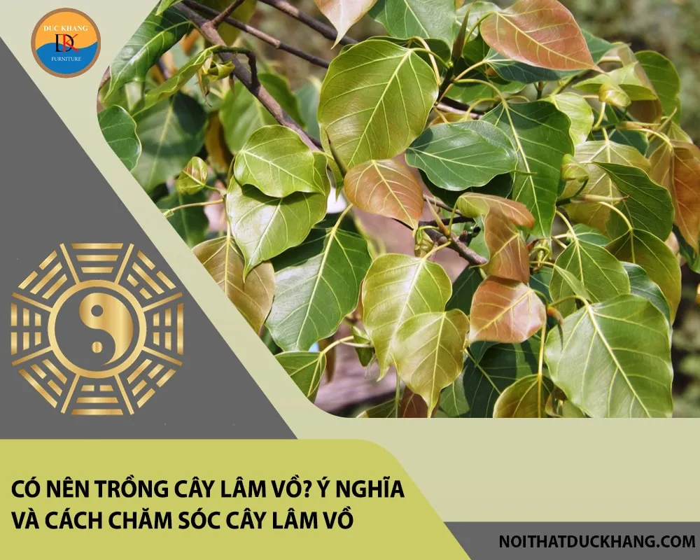 Cây Lâm Vồ là một loài cây thân gỗ lớn, nổi tiếng với sự trường tồn và vẻ đẹp uy nghiêm.