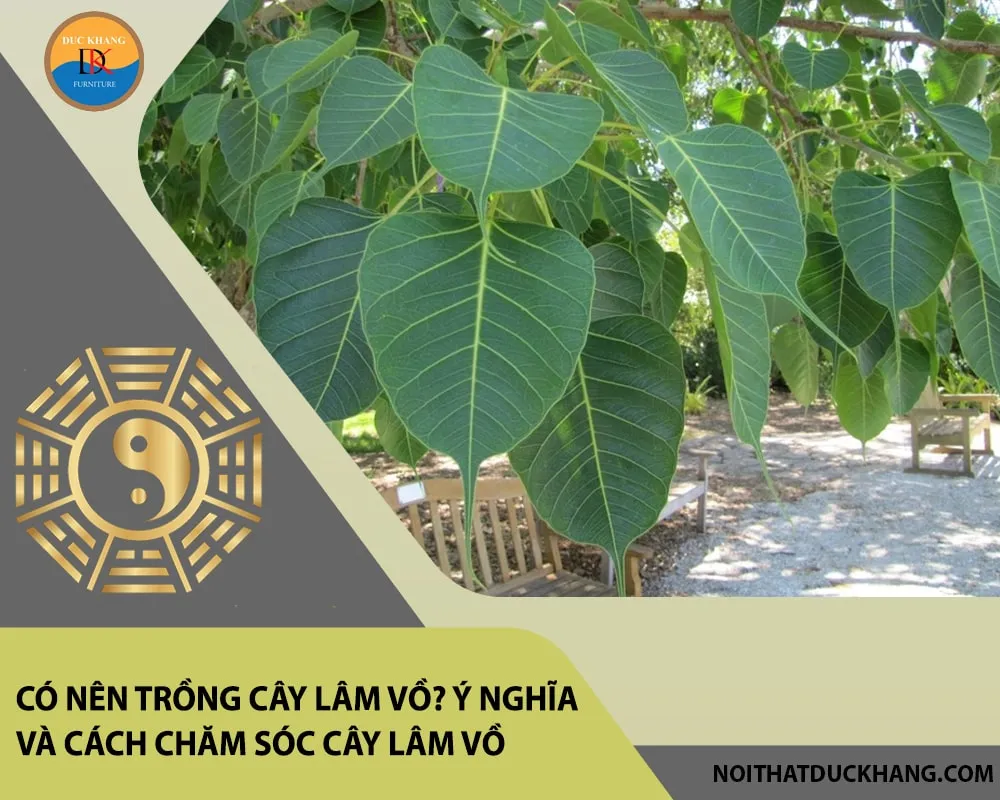 Cây Lâm Vồ trồng chậu sau 2 đến 3 năm nên thay chậu vào đầu xuân, khi mầm chưa kịp nảy.