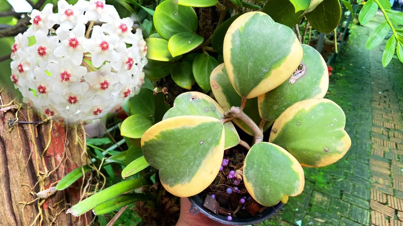 Cây lan cẩm cù lá tim