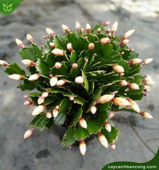 Cây lan càng cua đã ghép gốc phát triển khỏe mạnh