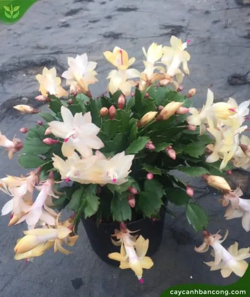 Cây lan càng cua trưởng thành với những đốt thân dẹt đặc trưng