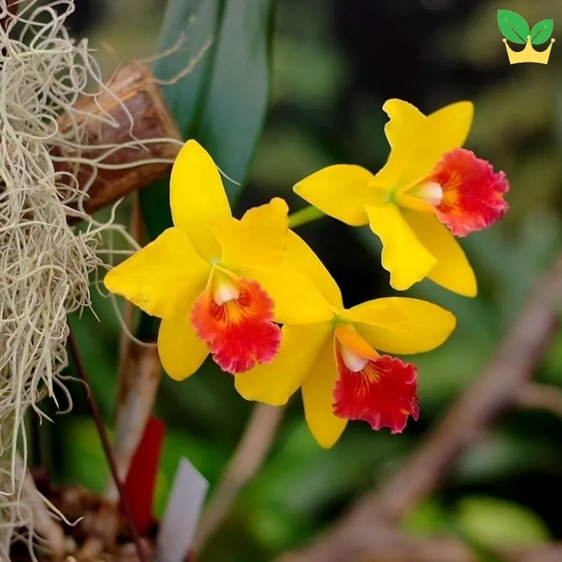 Cây lan Cattleya được chăm sóc cẩn thận để đảm bảo sự phát triển mạnh mẽ và ra hoa