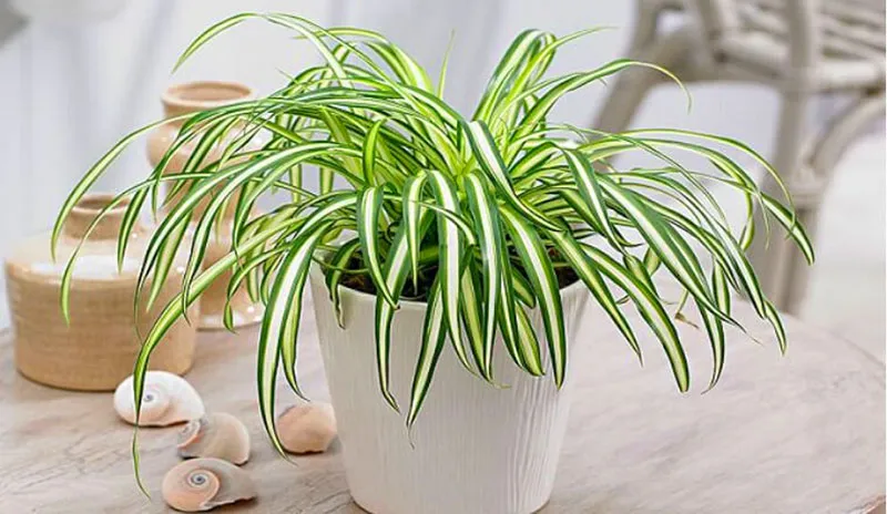 Cây Lan Chi thân thảo lọc không khí tuyệt vời