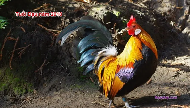 Cây Lan Chi thanh lọc không khí trong không gian