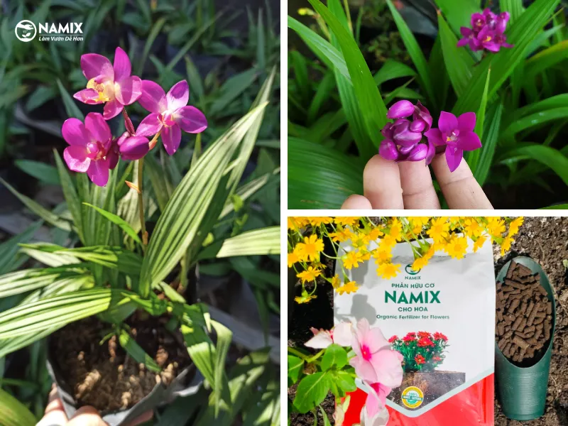 Cây Lan Đất đang nở hoa rực rỡ trong chậu